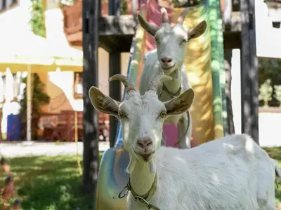 Hotel für 4 Personen (25 m²) in Schöder 7/10