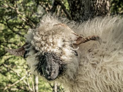 Tiere auf der Sonnalm