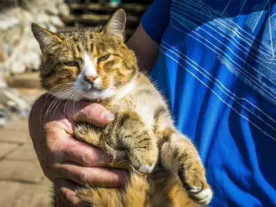 Kater Pauli betreut gerne Gäste