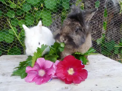 Die Zwergkaninchen Flauschi und Sindi - Kopie