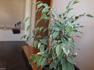 Liebevoll eingerichtet mit Blumen und viel Grün genießen Sie Ihren Urlaub!