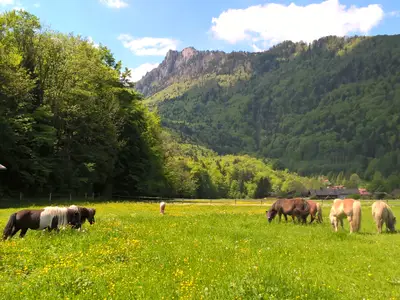 Ponys Kiesmüller
