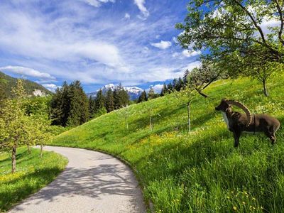 Auf dem Weg zum Haus Scheuerbichl