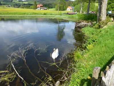 unser Mühlensee hat auch Besucher