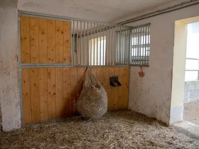 Hippo Campus, Stall