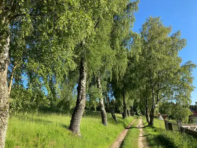 Birkenallee 150 m entfernt