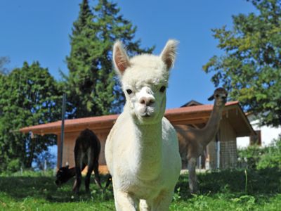 Bauernhof mit Alpakas