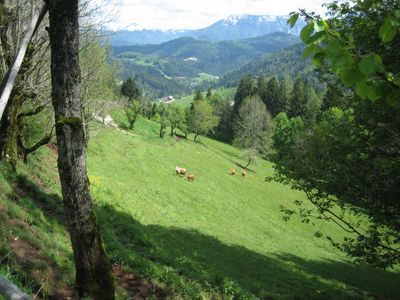 Unsere Mutterkühe beim Grasen