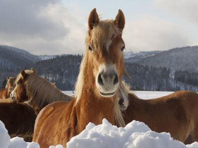 Winterurlaub in Meura