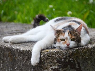 Unser Hofkatze macht Pause