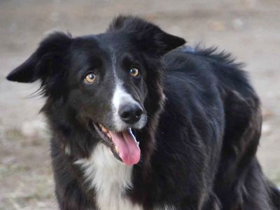 Urlaub mit Hund auf dem Reiterhof