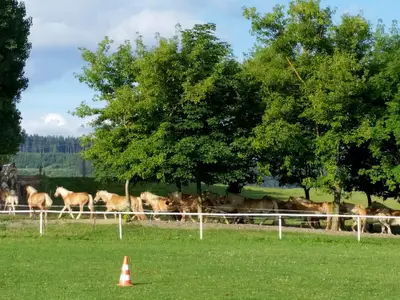 Weideauftrieb der Haflinger