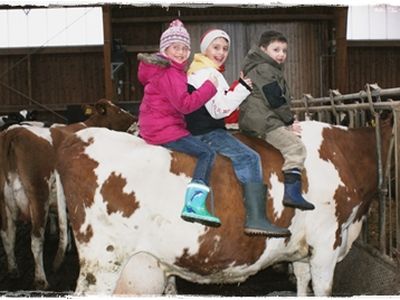 "reiten" auf der Kuh