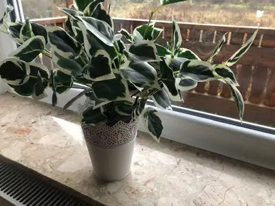 Mehrbettzimmer für 3 Personen in Niedenstein 6/8