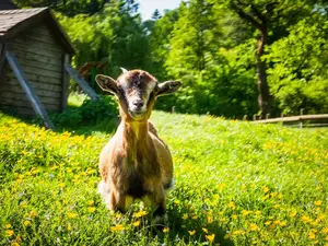 Mehrbettzimmer für 4 Personen (30 m²) in Purgstall