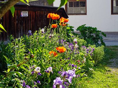 Mohnblüte am Parkplatz Haus Zauner