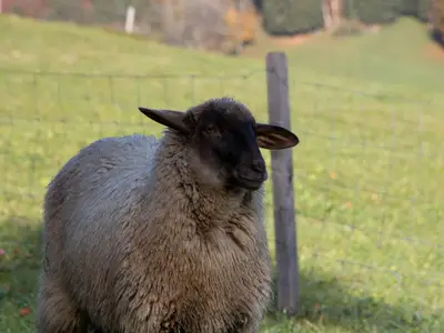 Mehrbettzimmer für 3 Personen in Ruhpolding 1/5