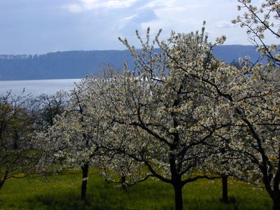 Obstbaumbluete