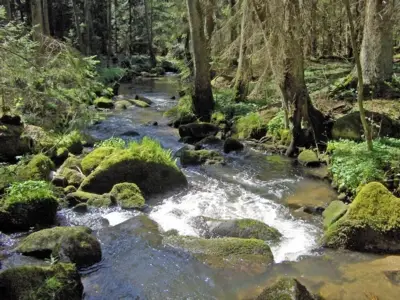 Prädikatswanderweg "Goldsteig"