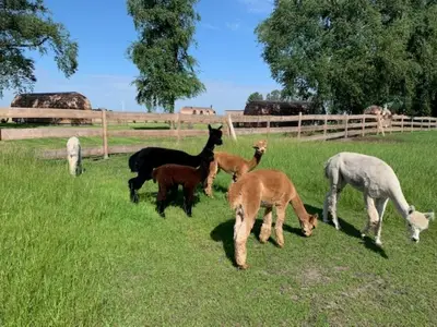 Mobilheim für 4 Personen (19 m²) in Bahrenborstel 9/10