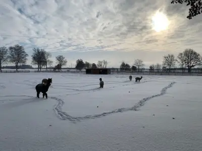 Mobilheim für 4 Personen (19 m²) in Bahrenborstel 9/10