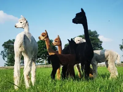 Mobilheim für 4 Personen (19 m²) in Bahrenborstel 7/10