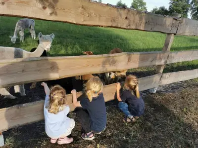 Mobilheim für 4 Personen (19 m²) in Bahrenborstel 8/10