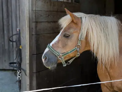 Adriano - Haflingerwallach