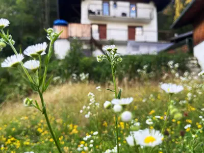 Haus