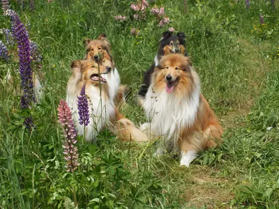 Die-Colliefamilie