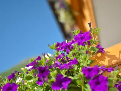 haus_franzi_haus_so-5