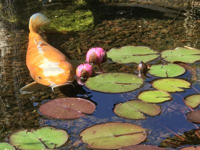 Koi Teich Pension am Bodensee