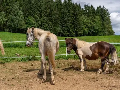 Suite für 4 Personen (45 m²) in Gurk 6/10