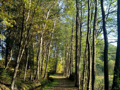 Weg am Silbersee