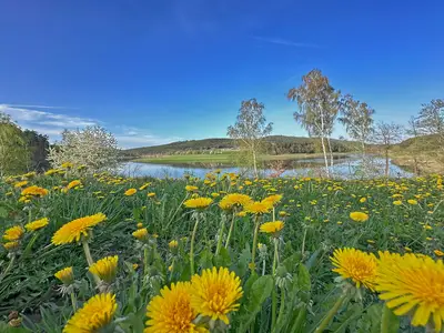 ViewSummer