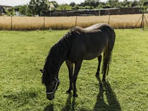 Pony Sunny Pony Sunny