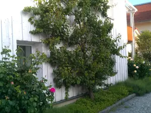Bewachsene Hauswand Bewachsene Hauswand