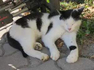 Katze am Hof