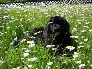 Haus Gollinger - Hund Anka Haus Gollinger - Hund Anka