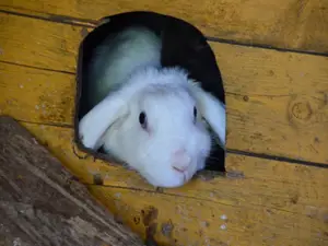 Hasen Hasen