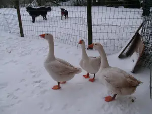 Gänse, Enten, Hühner und Puten leben bei uns