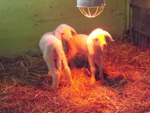 Tierkinder finden immer wieder bei uns ein Zuhause