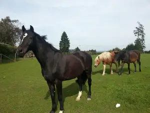 Vier Pferde (Mantras,Charlie, Ramon und Carlos) begrüssen sie