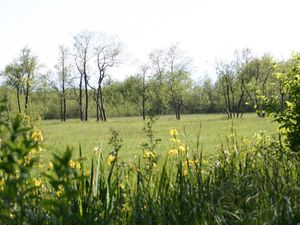 Blumen im Moos