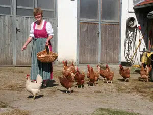 Frische Eier Frische Eier