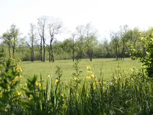 Blumen im Moos Blumen im Moos