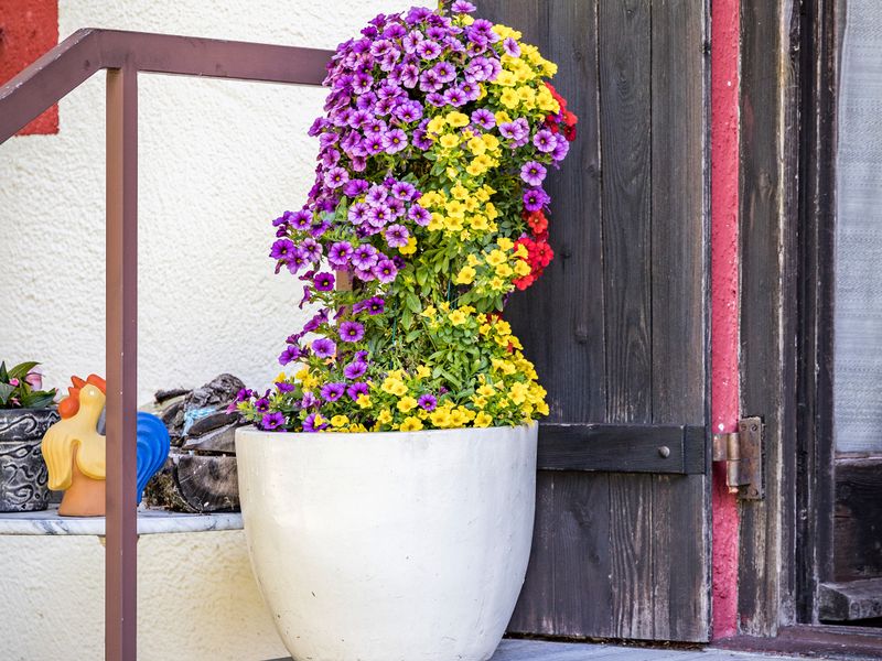 Blumen im Garten