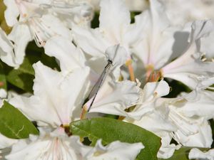 Ein Besucher auf unserem weißen Rhododendron