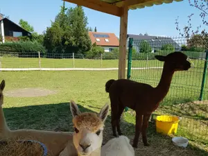 Alpakas Milva und Mokki