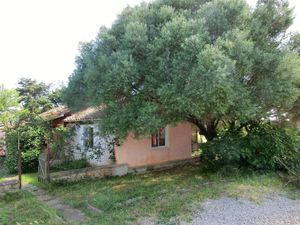Der alte Olivenbaum - der